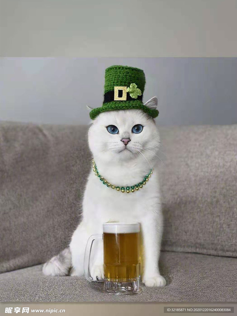 猫
