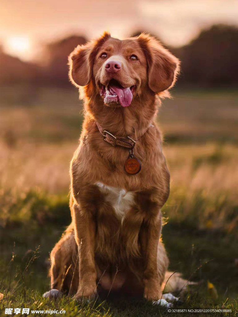 犬   图片