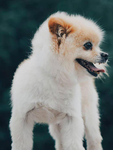 犬   图片