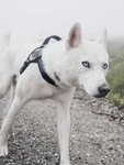 犬