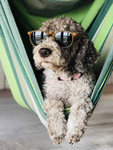 犬