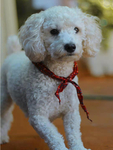 犬