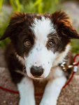 牧羊犬