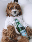 犬   图片