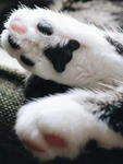 猫抓   图片