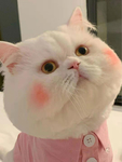 猫   图片