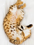 猫   图片