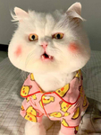 猫   图片
