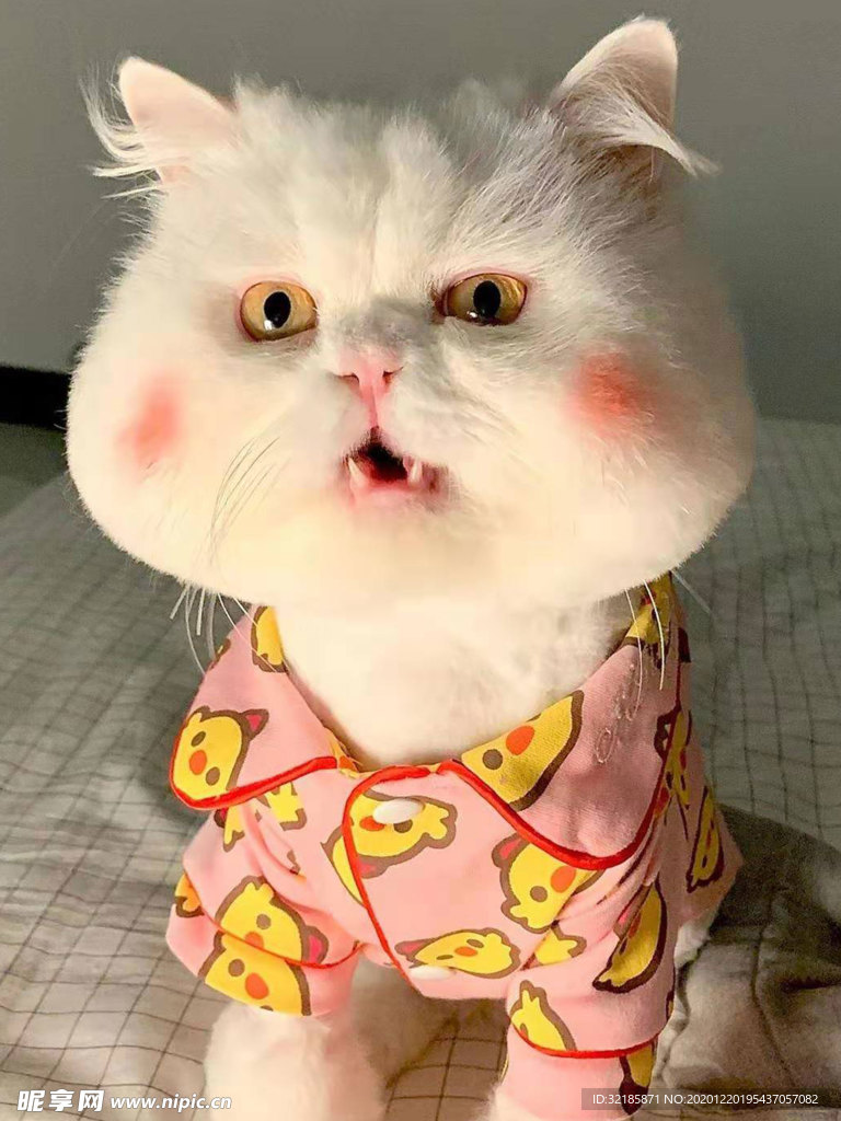 猫   图片