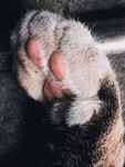 猫抓图片