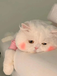 猫   图片