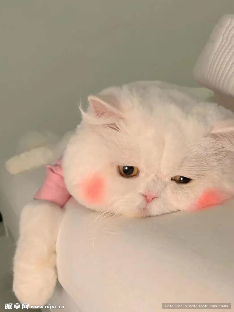 猫   图片