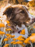 牧羊犬