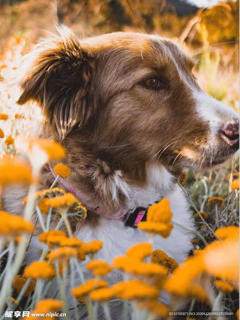 牧羊犬