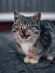 猫   图片