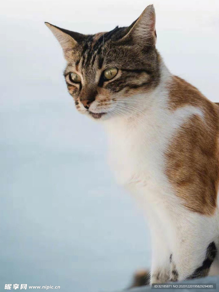 猫
