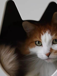 猫图片