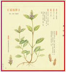 夏枯草