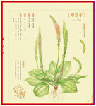 车前子