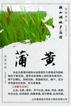 微山湖地产药材 蒲黄