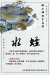 微山湖地产药材 水蛭