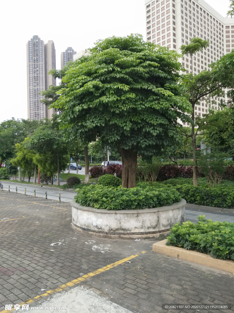 树