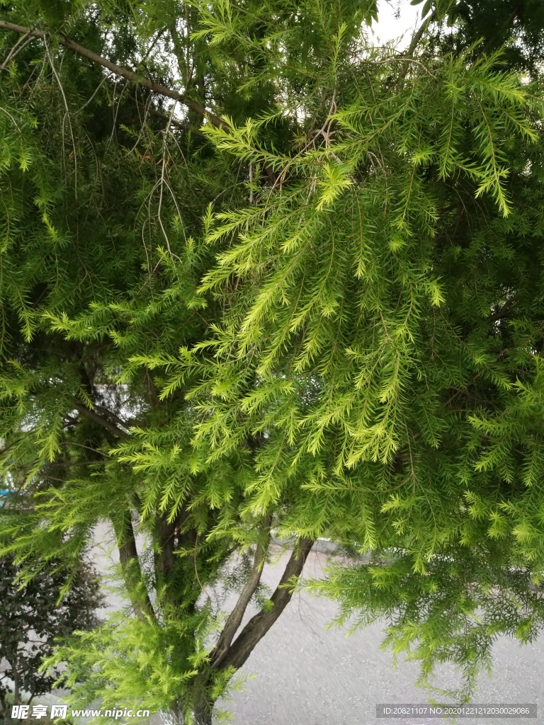 树