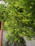树