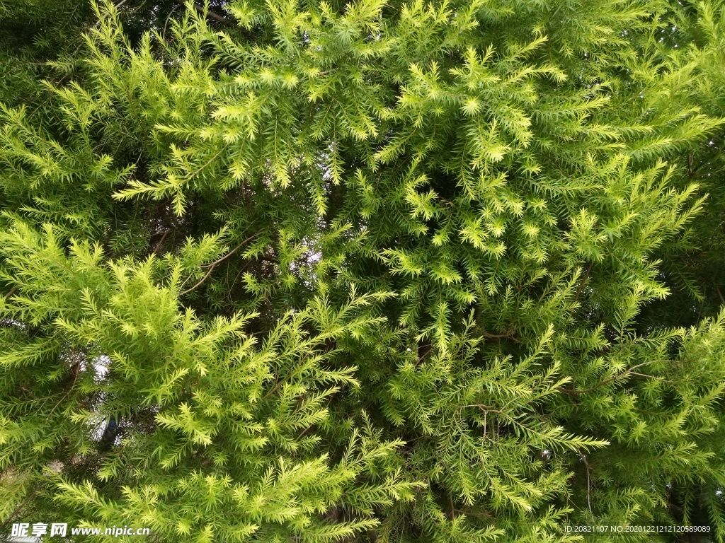 树