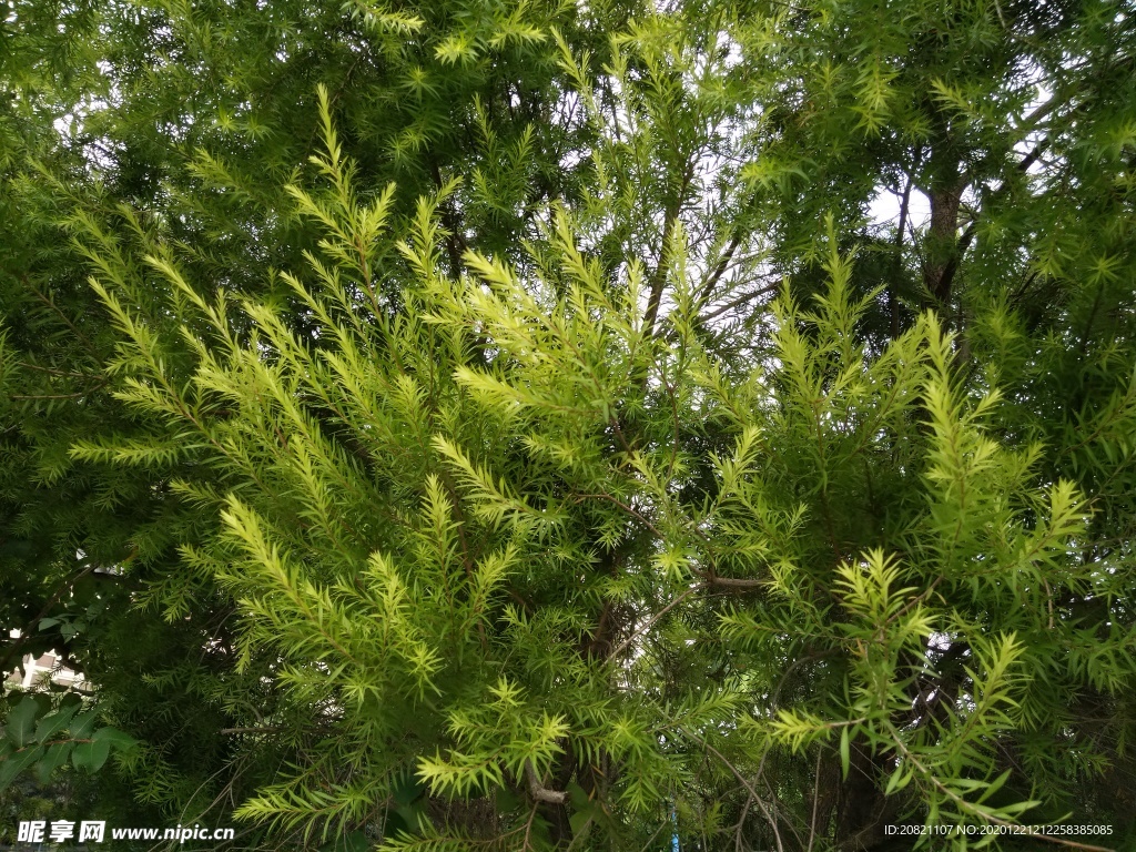 树