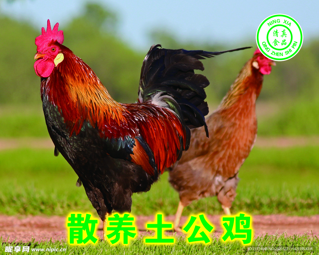 土公鸡