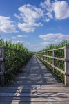 林间小路