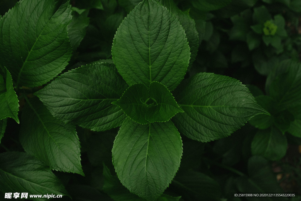 薄荷