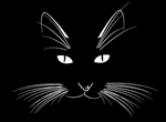 黑色猫 图片