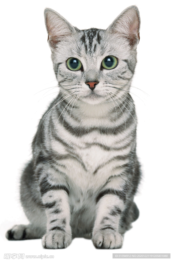猫咪