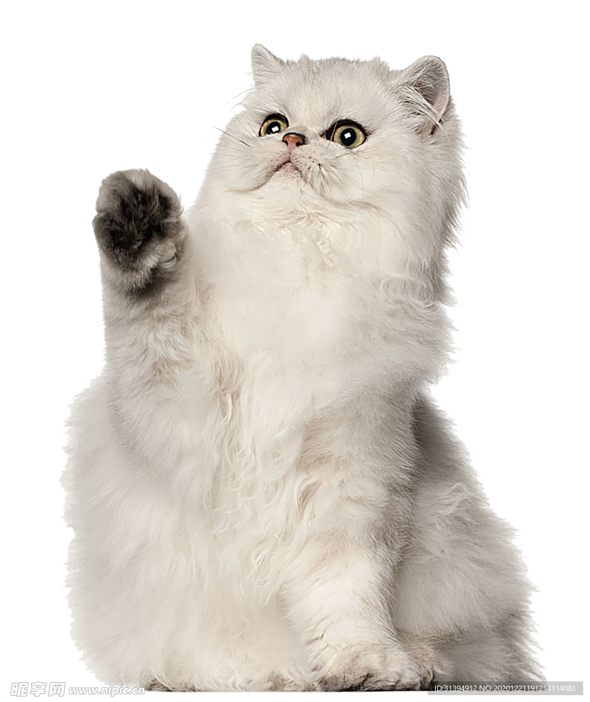 猫咪
