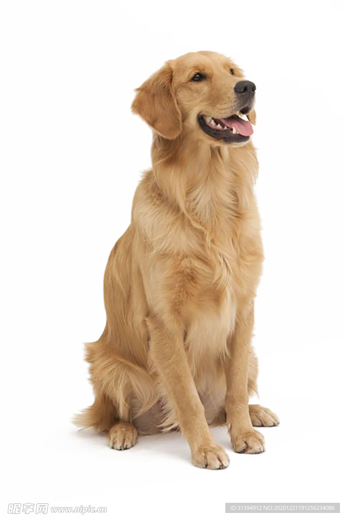 狗狗