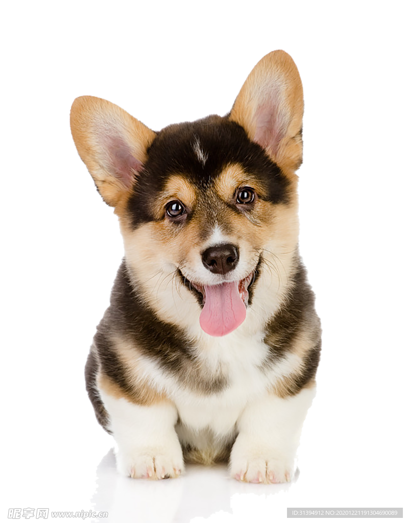 狗狗