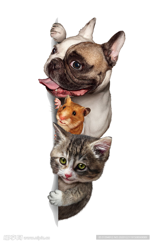 猫