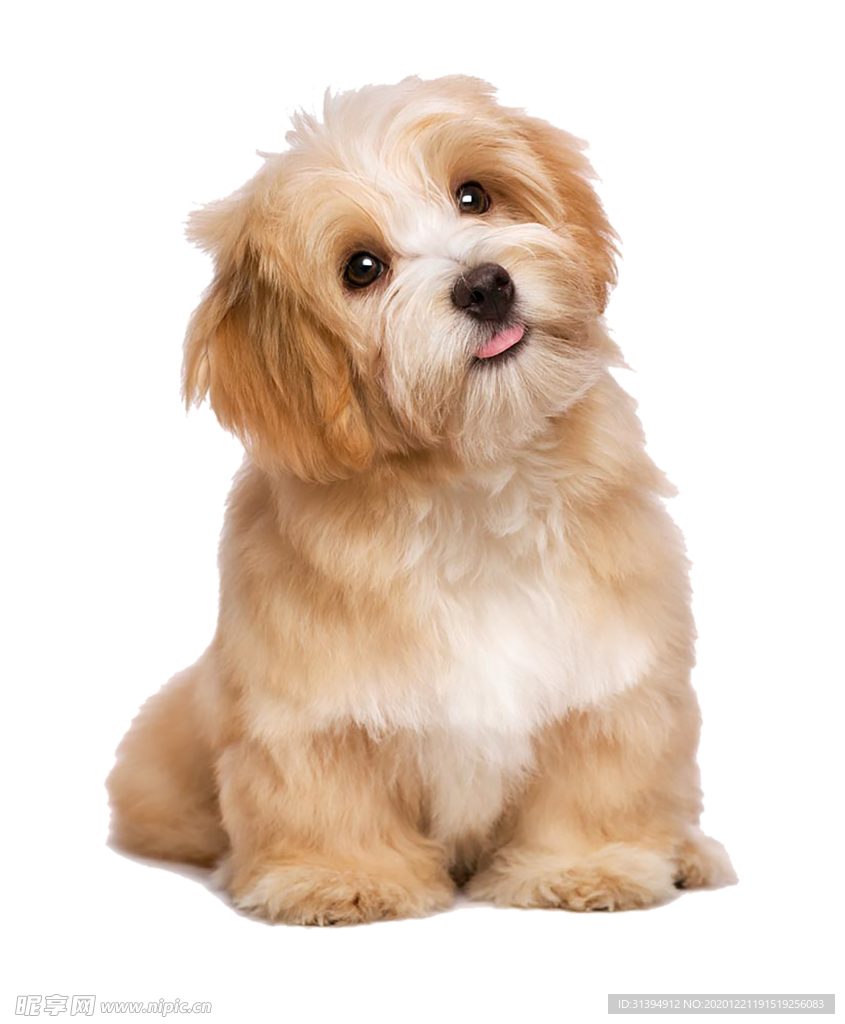 狗