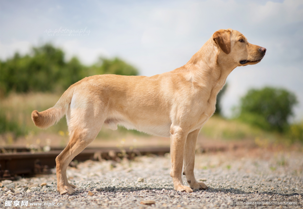 动物 宠物 狗 猫