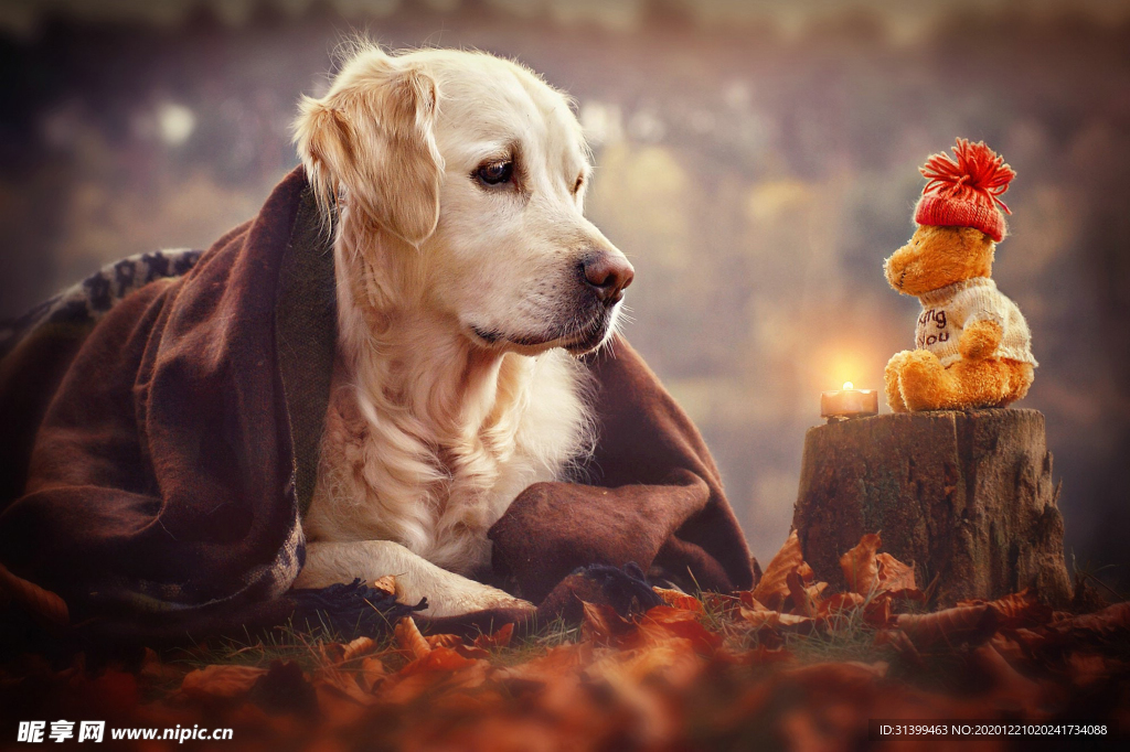 动物 宠物 狗 猫