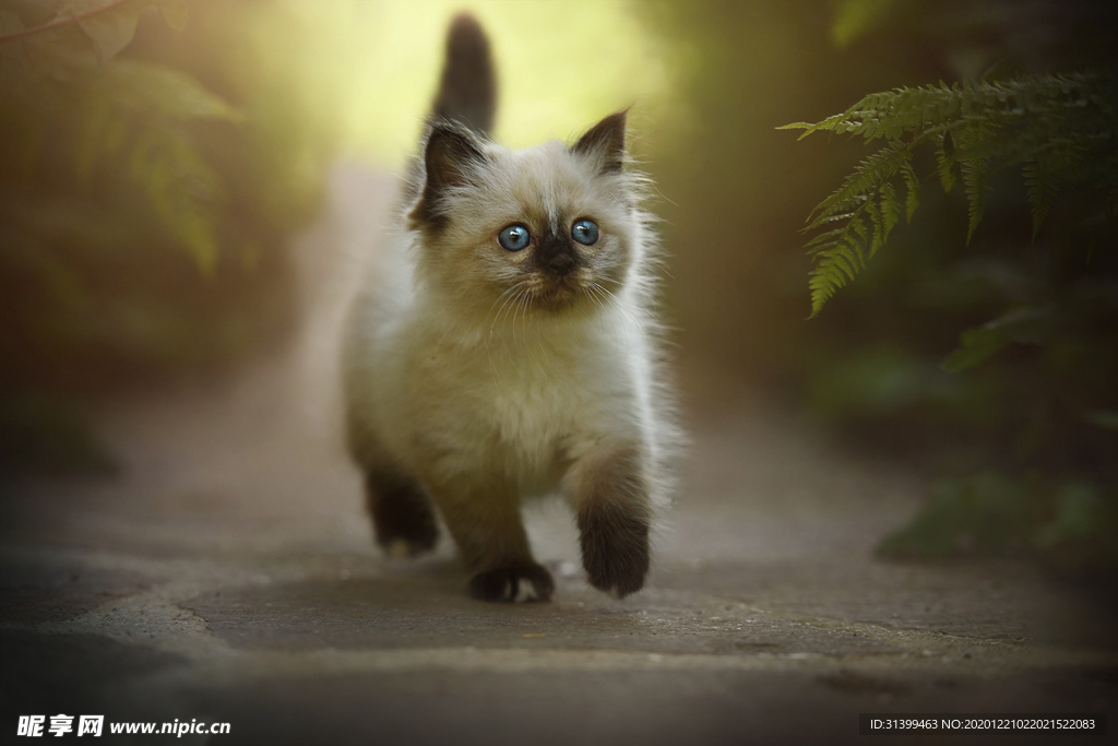 动物 宠物 狗 猫