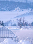 雪地