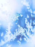 雪地   图片