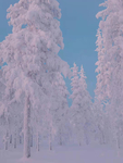 雪地