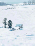雪地