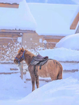 雪地   图片