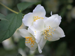 山梅花