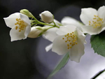 山梅花
